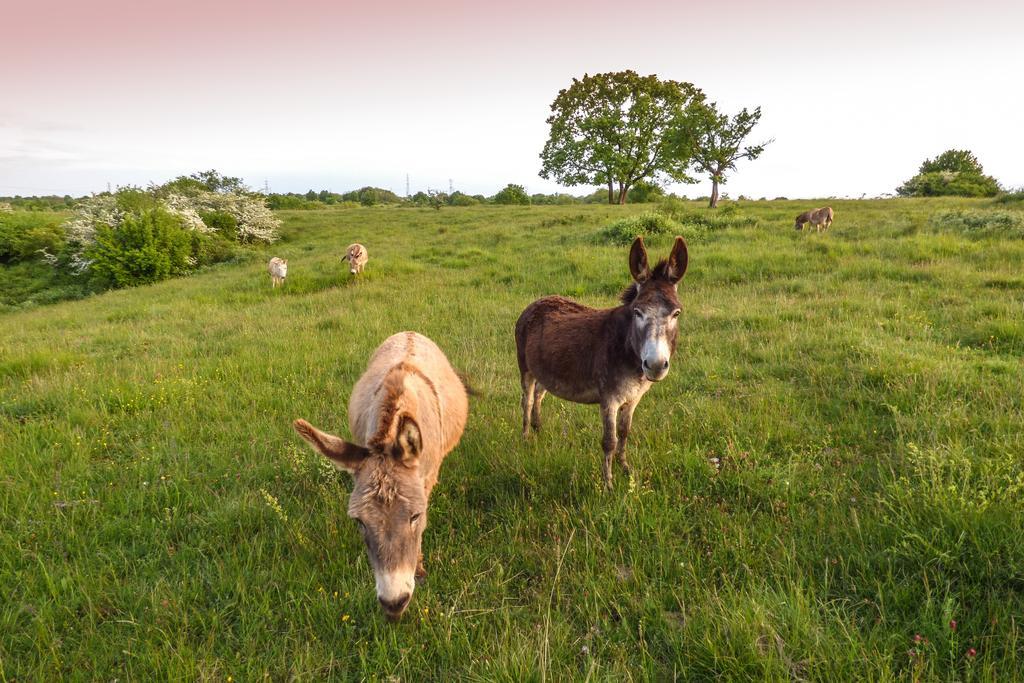 Bio-Agriturismo Parco Rurale "Alture Di Polazzo" Pension Fogliano Redipúglia Buitenkant foto